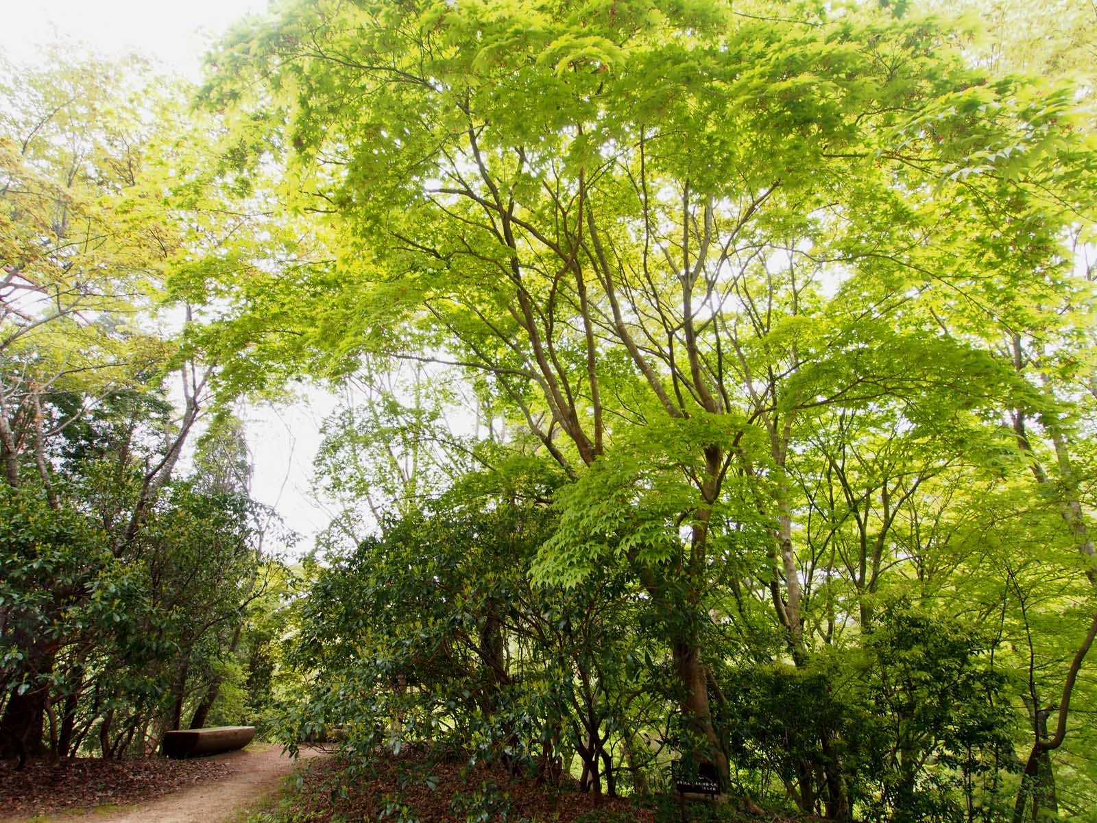 オオモミジ|世界の木材・樹木|8-樹木|木の情報発信基地