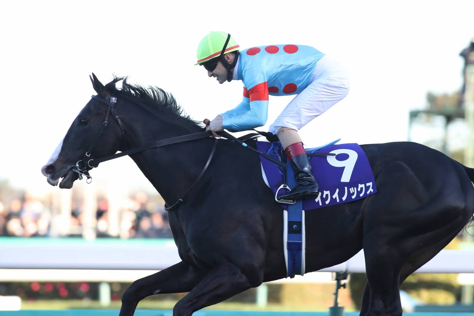 ドバイシーマクラシック（G1） 2023/3/25(土) | 日程・結果 | JRA-VAN