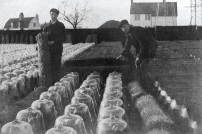 Fruit Walls: Urban Farming in the 1600s – World Sensorium