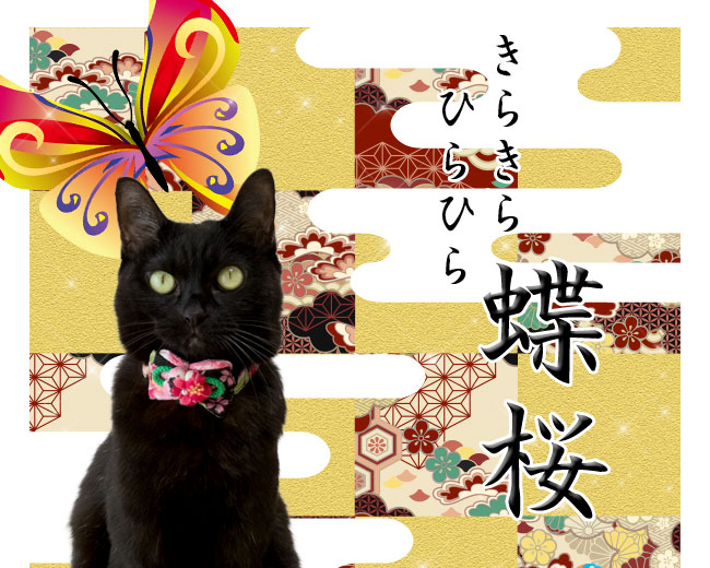 ゴロにゃんオリジナル 和柄ちょこりぼん猫首輪 きらきらひらひら蝶桜