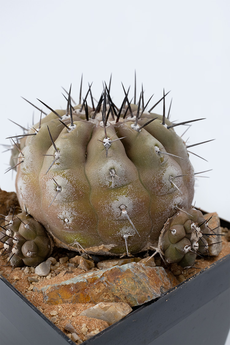 PLANTS：黒王丸 {co071302}｜copiapoa