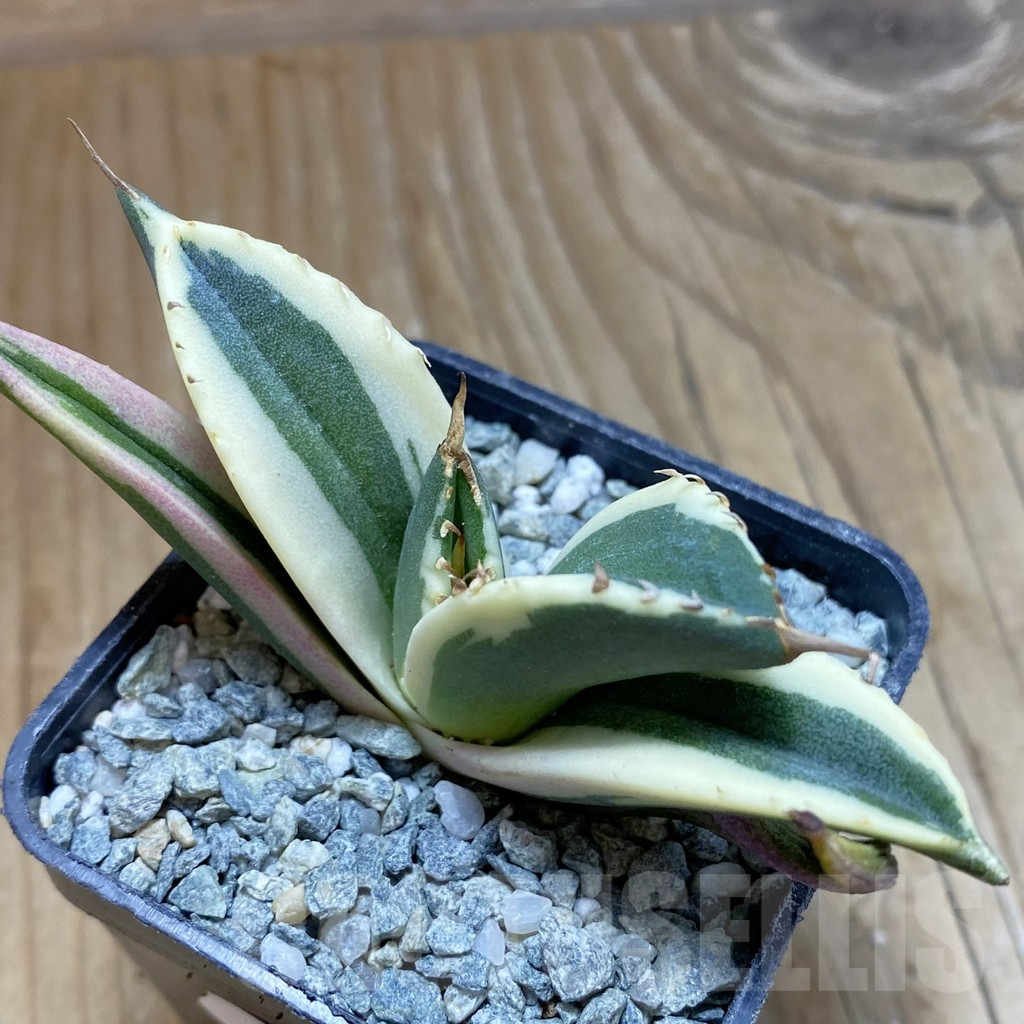 SH13849 Agave titanota f. variegata 'Snaggle Tooth' – Cactus-online