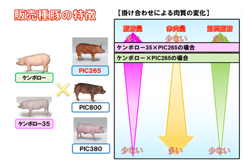 PIC®265 | 種豚の種類 | 種豚 | イワタニ・ケンボロー株式会社