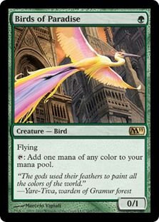 極楽鳥/Birds of Paradise《英語》【M11】