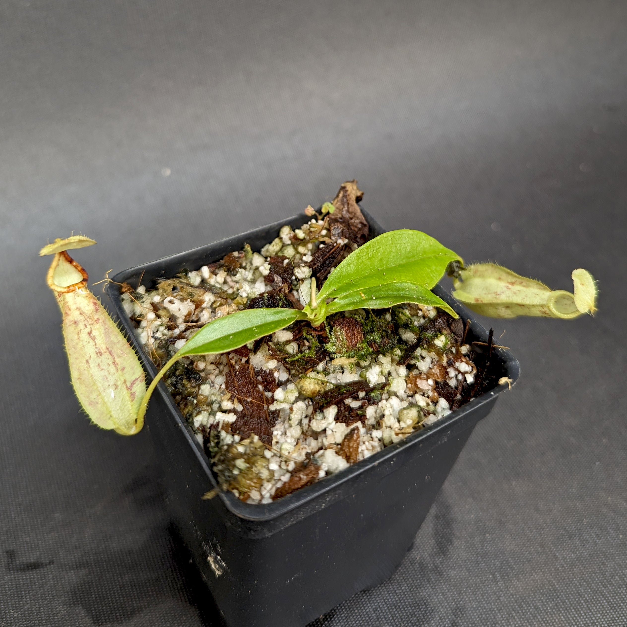 Nepenthes rafflesiana (Maroon x Fukakusa), CAR-0351 – Carnivero