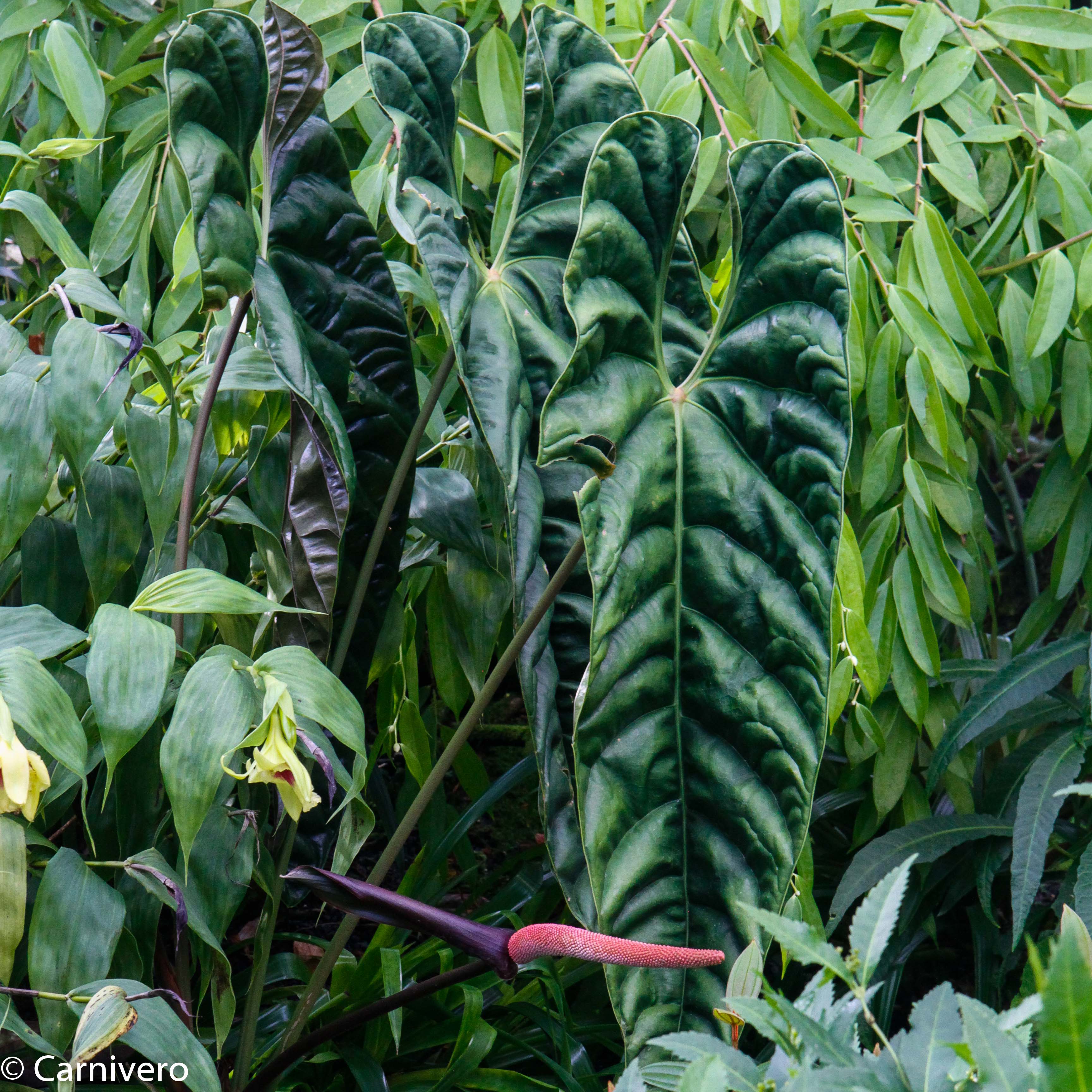 Anthurium recavum – Carnivero
