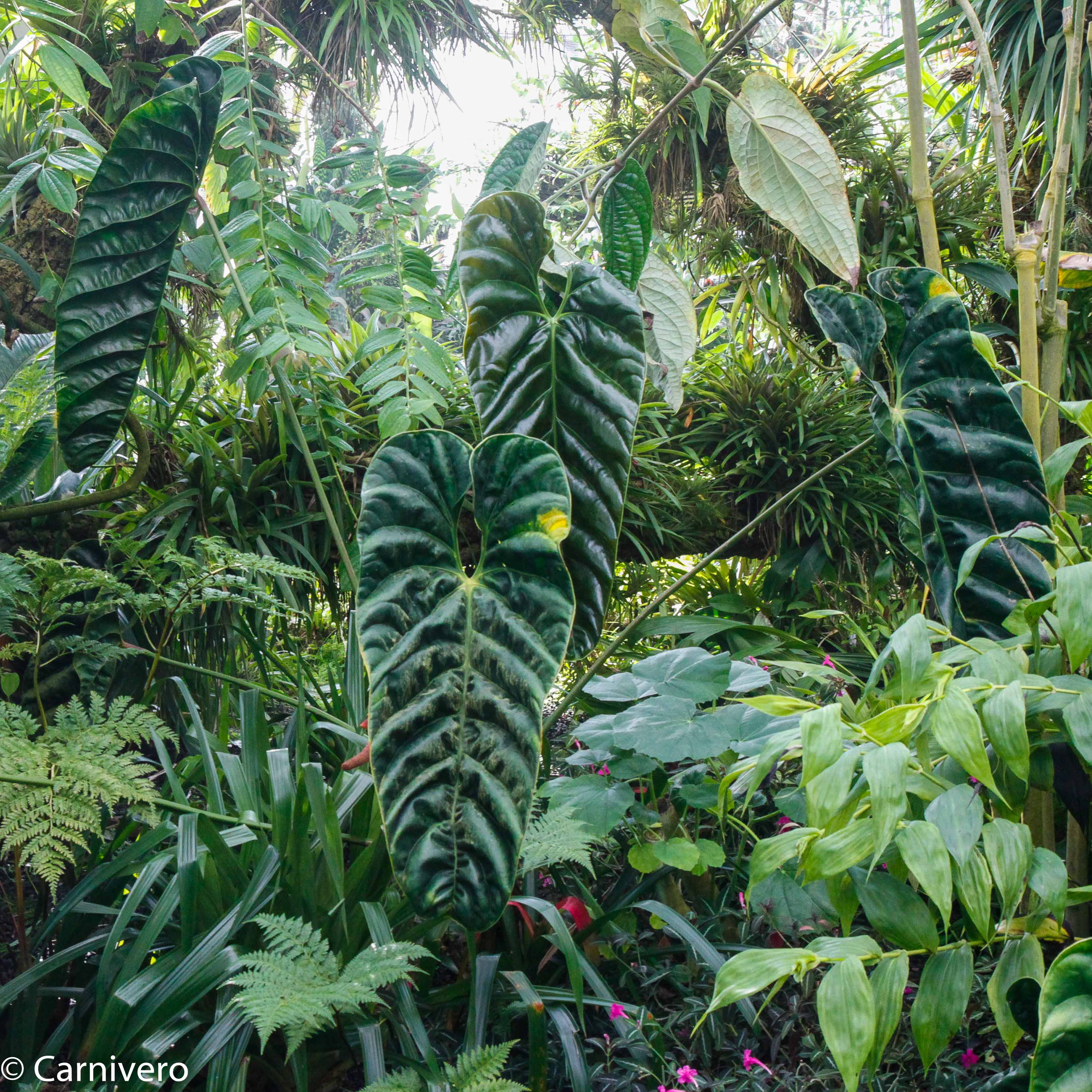 Anthurium recavum – Carnivero