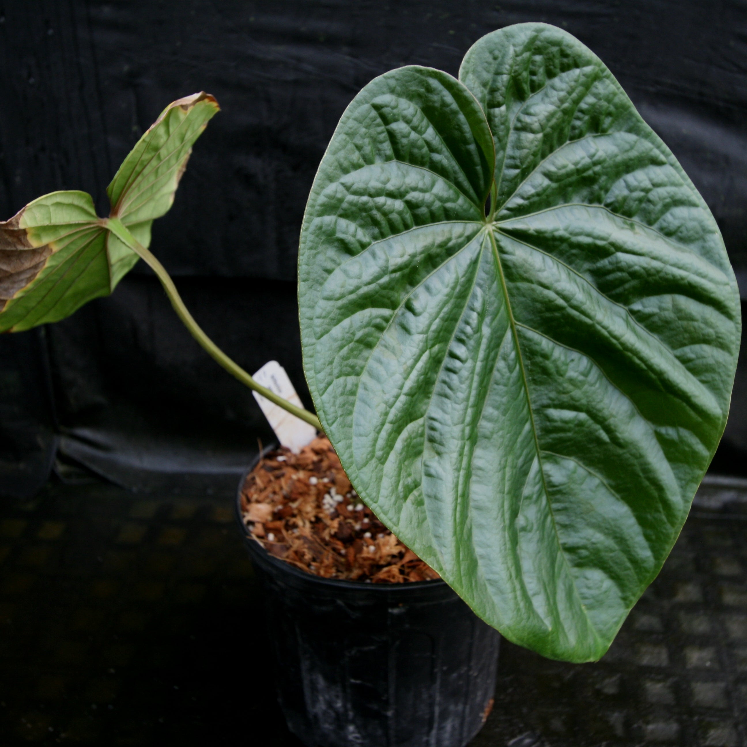 Anthurium debilis – Carnivero