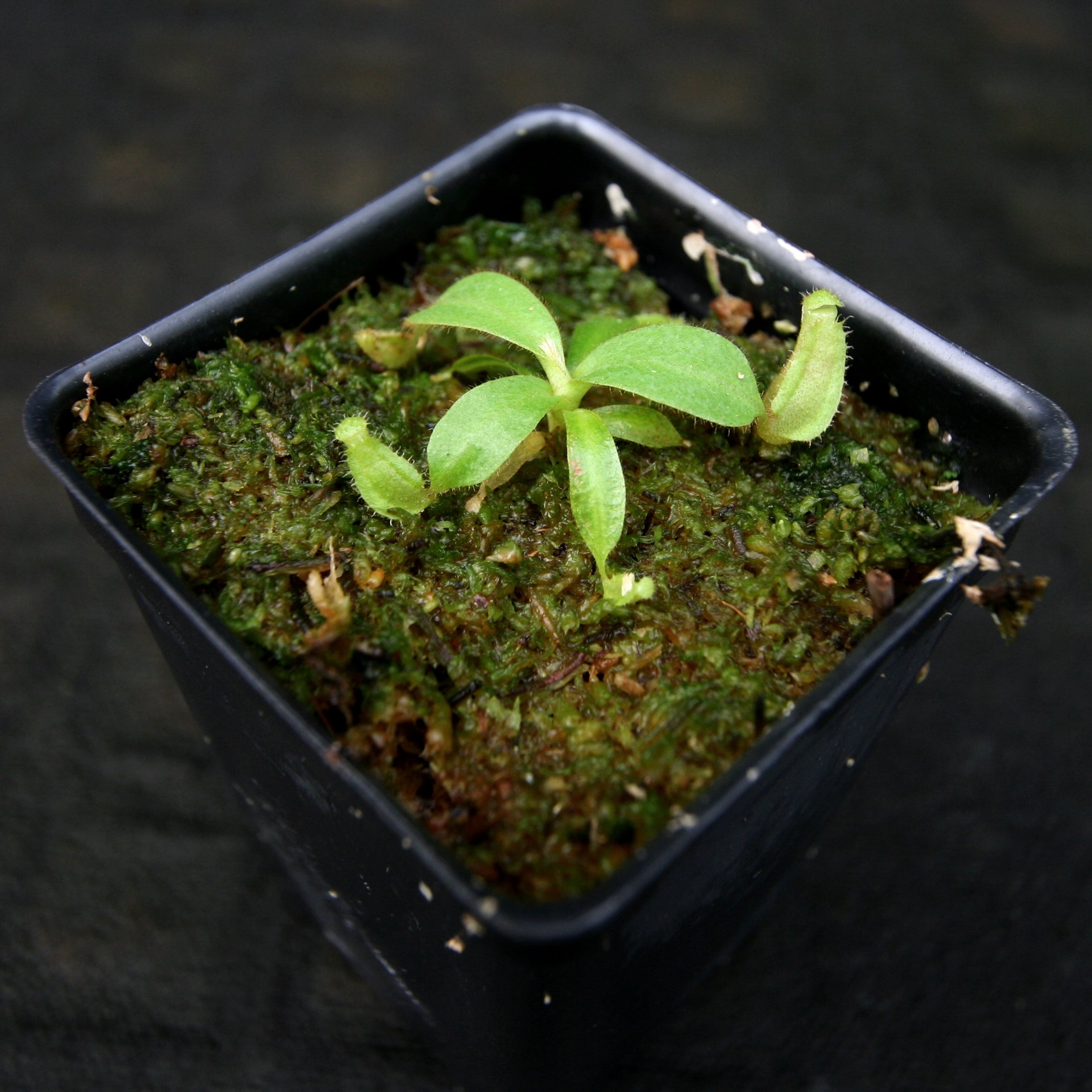 Nepenthes veitchii [(Murud x Candy) -Best Clone x 