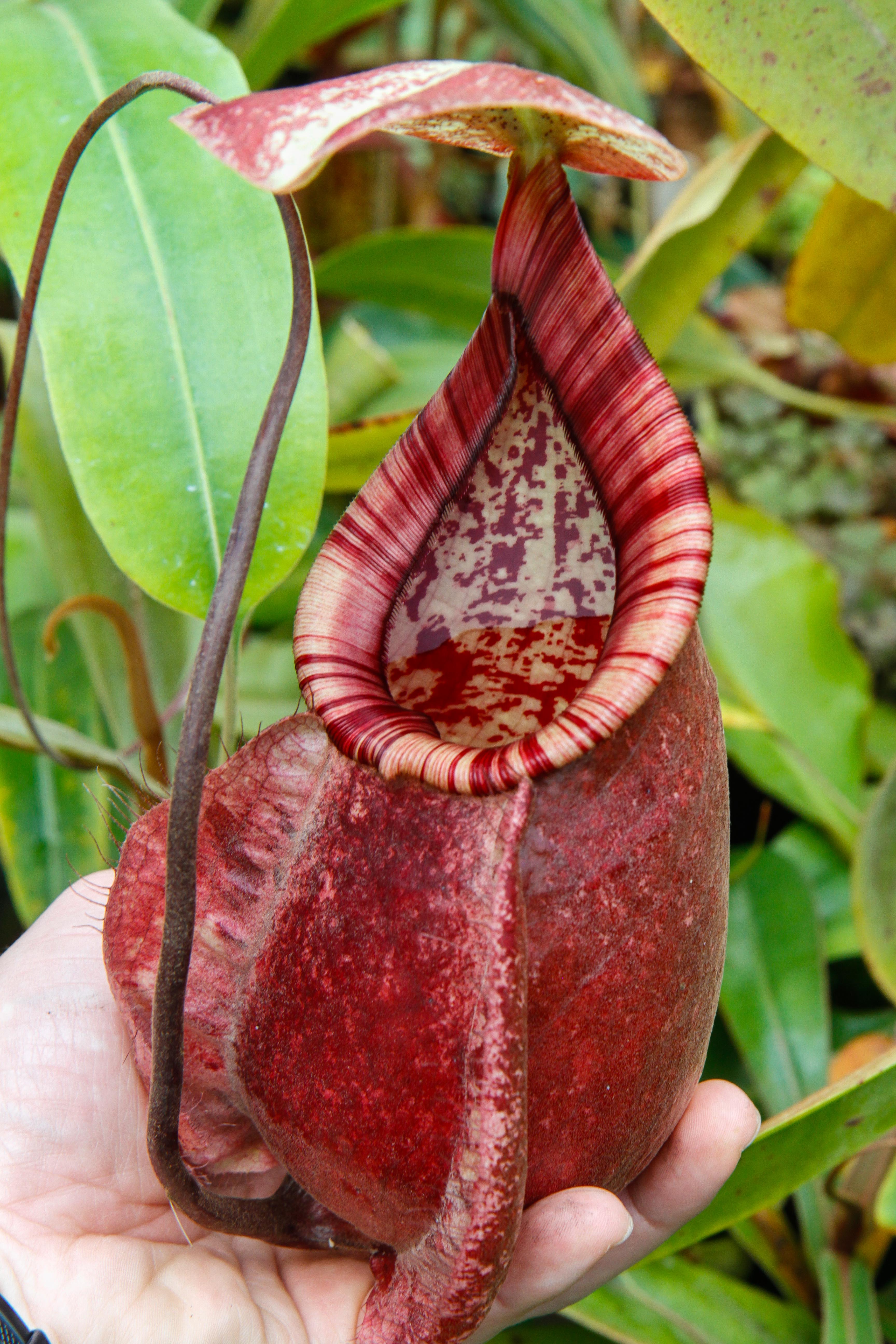 Nepenthes rafflesiana Leilani x Viking, CAR-0295 – Carnivero