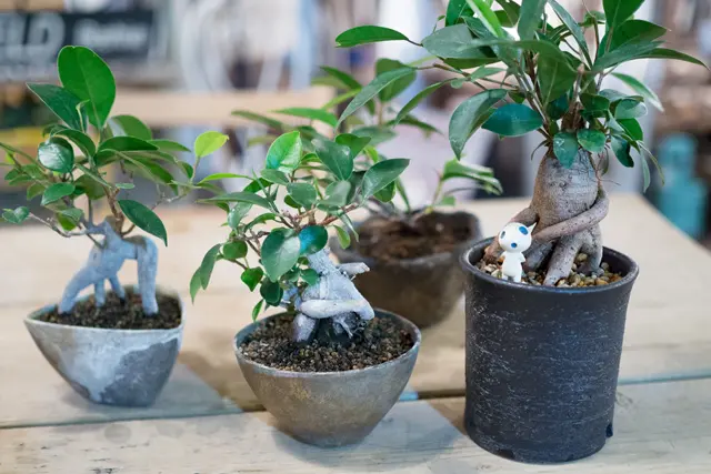 一人暮らしの部屋でも育てやすい観葉植物「ガジュマル」のミニ鉢植えを