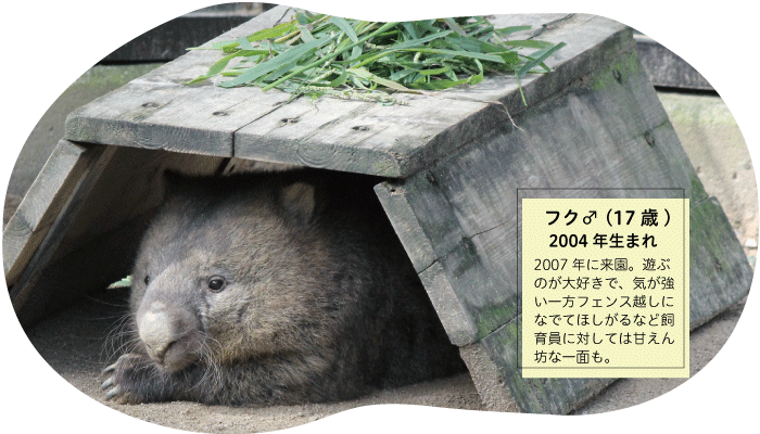 ウォンバットを知ろう／池田市