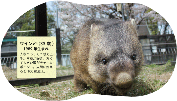 ウォンバットを知ろう／池田市