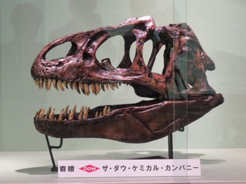 アロサウルスの頭骨模型が寄贈されました - 笠岡市ホームページ