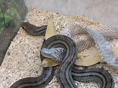 シマヘビ