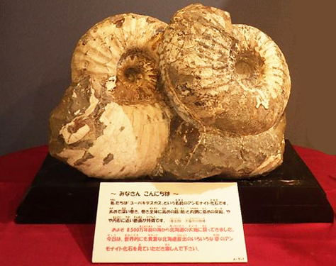 北海道アンモナイト化石、飾り棚に収納した12点＋資料4点＋おまけ2