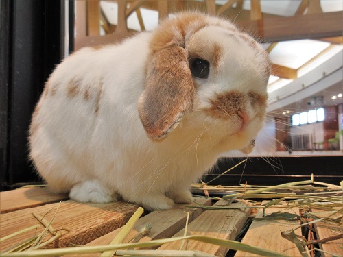 カイウサギ（ロップイヤー）｜八木山動物公園フジサキの杜