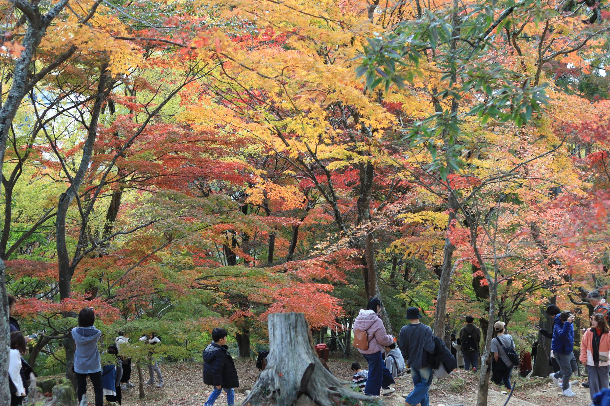 11月24日：最上山もみじ山の紅葉見ごろに 観光客でにぎわう／宍粟市