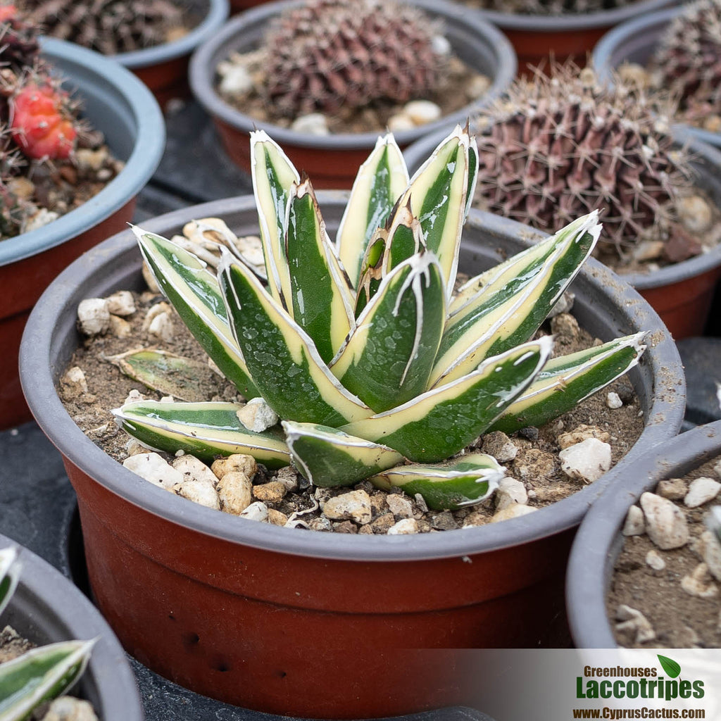 Agave victoriae-reginae variegata 'Kizan' – Cyprus Cactus
