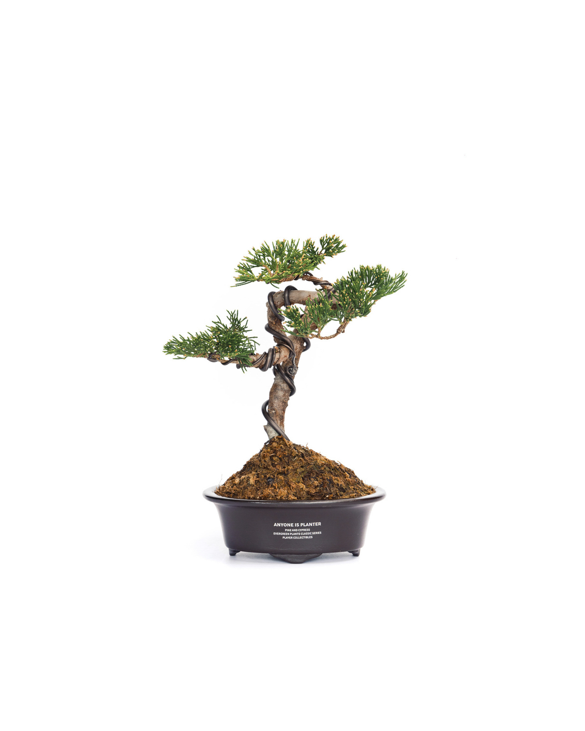 真柏盆景| ANYONE IS PLANTER