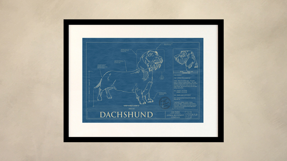 Dachsund - Wirehaired Dog Art Blueprint | Animal Blueprint Company