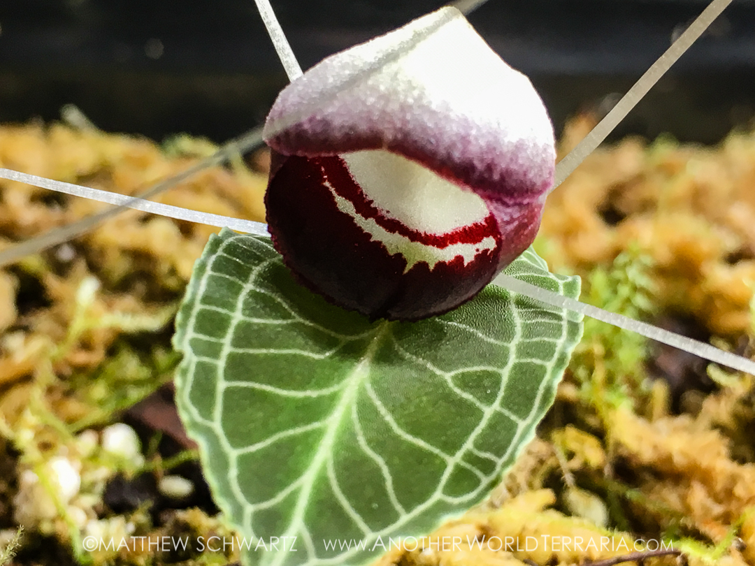 Corybas cf kaiganganianus (sp Philippines) – Another World Terraria