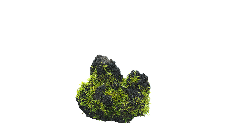 佗び草 モスロック・ミニ | ADA - PRODUCT - 佗び草 - 単植系