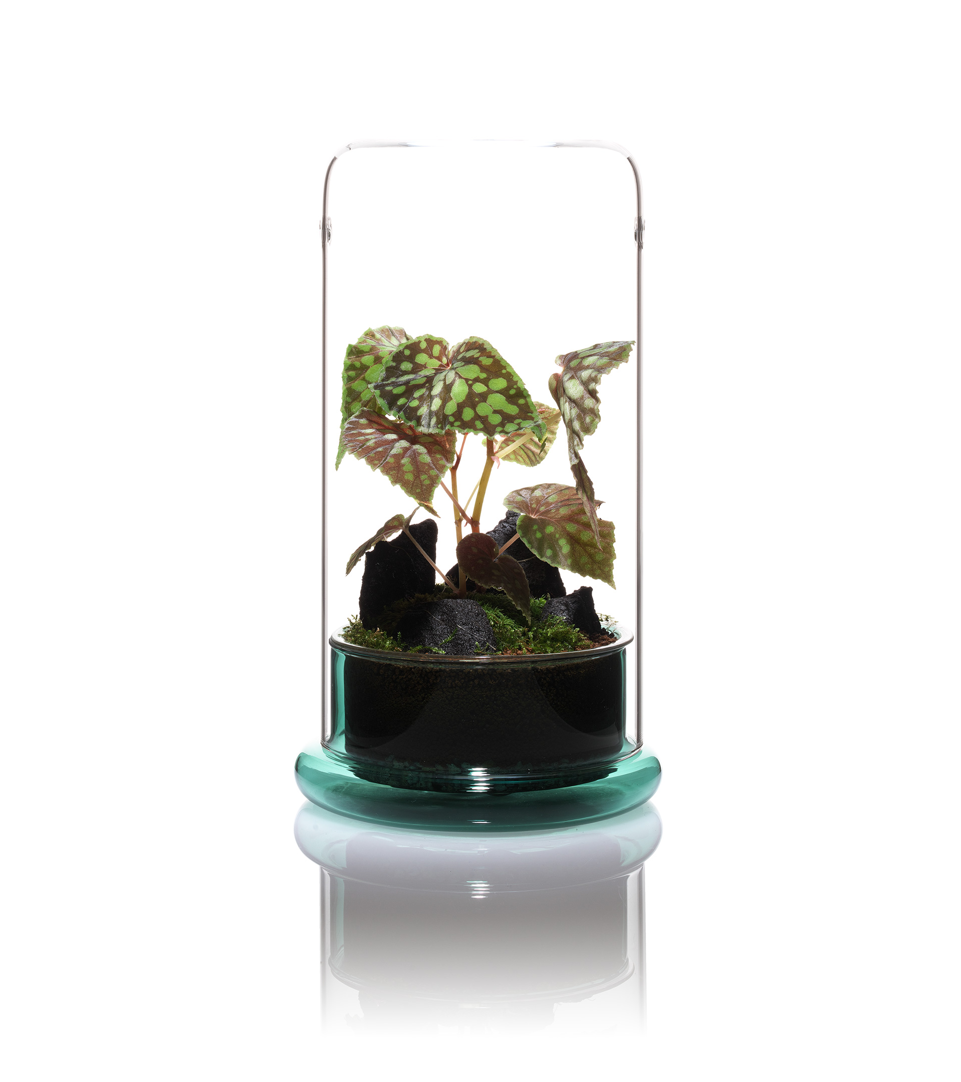 CELL | PRODUCTS | DOOA
