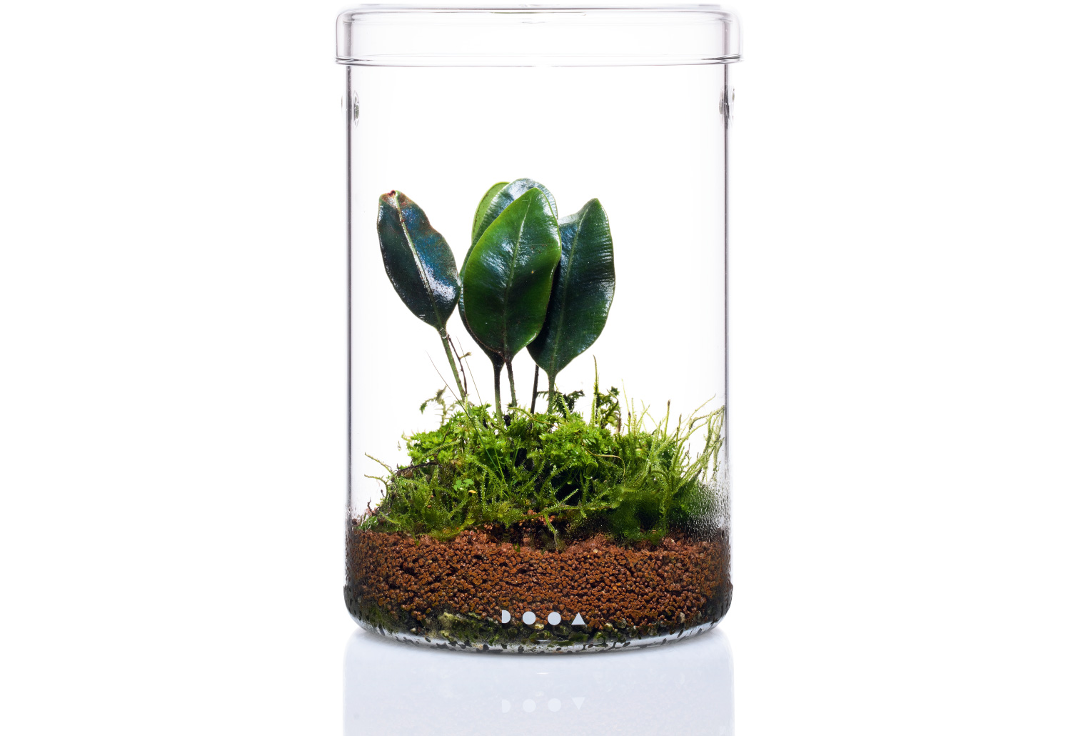 New Style Indoor Green – Style05 | AQUA DESIGN AMANO