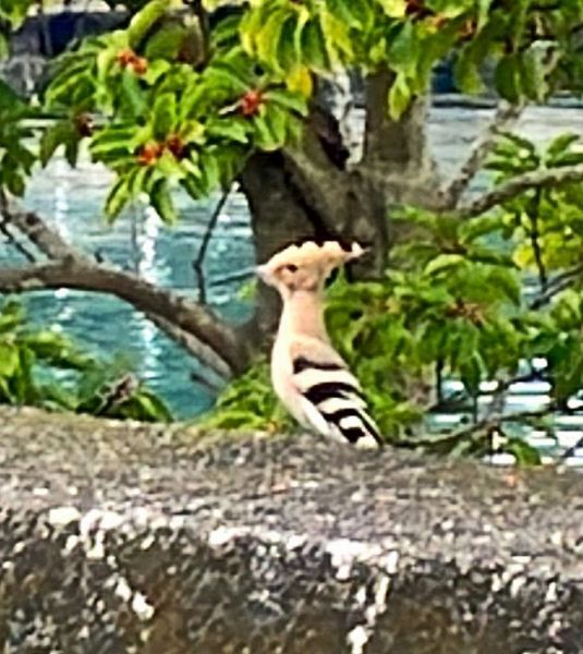 動画】旅する珍鳥「ヤツガシラ」飛来 和歌山県すさみ町：紀伊民報AGARA