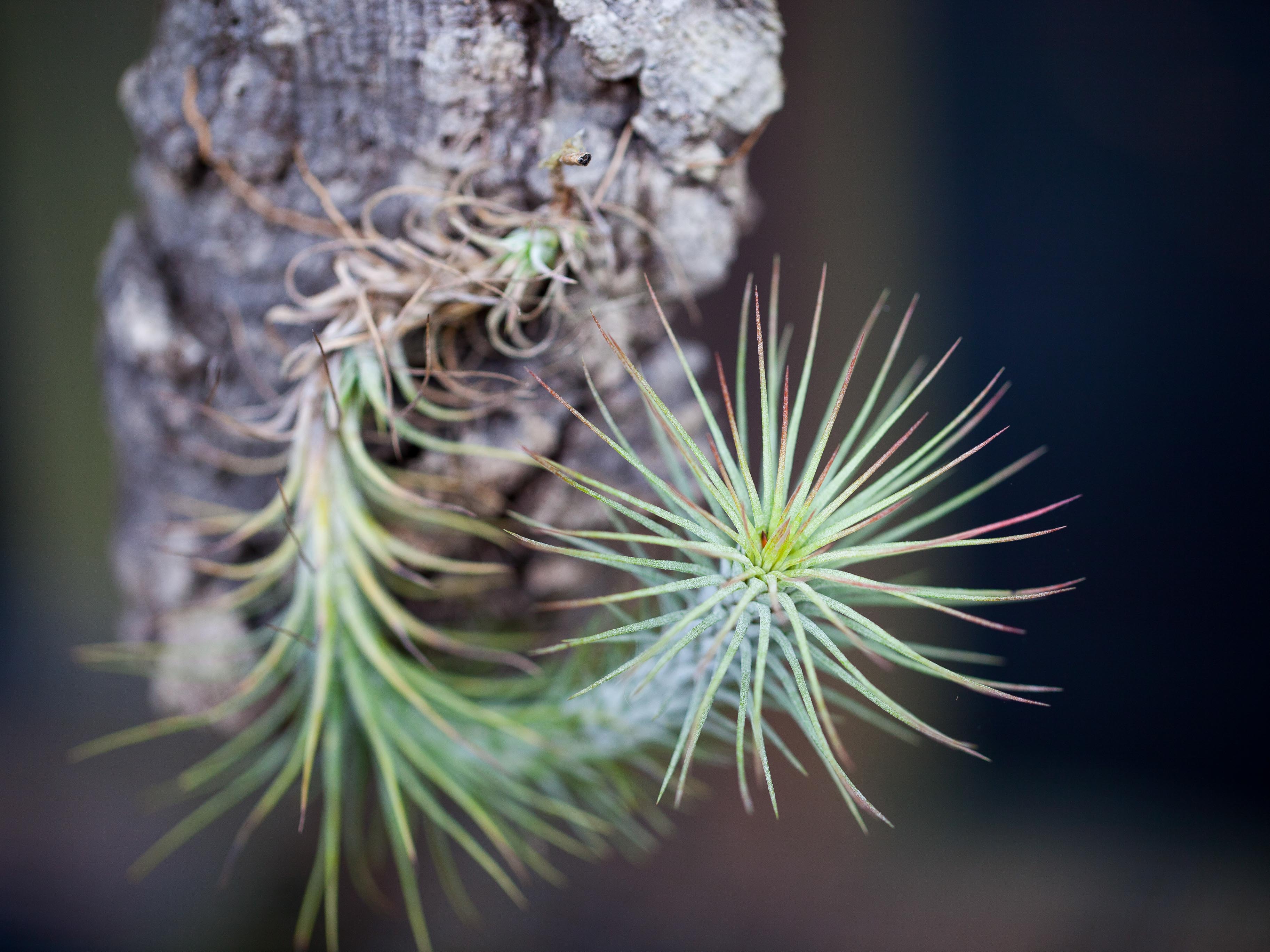 Tillandsia Funckiana v Recurvifolia Air Plants – Air Plant Design