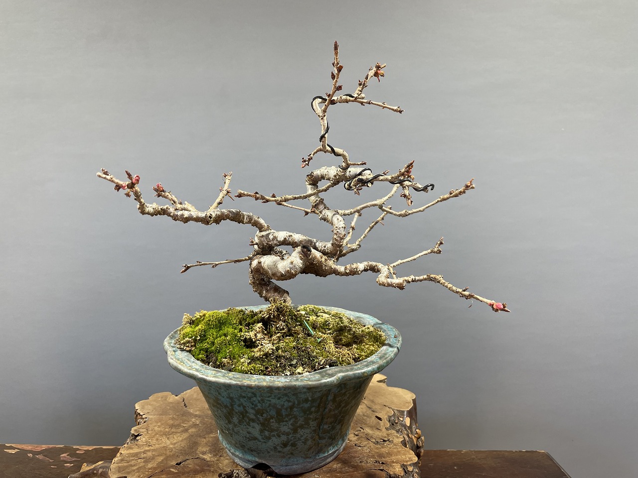 十月桜 ※小品サイズ - 桜盆栽 [赤富士園]