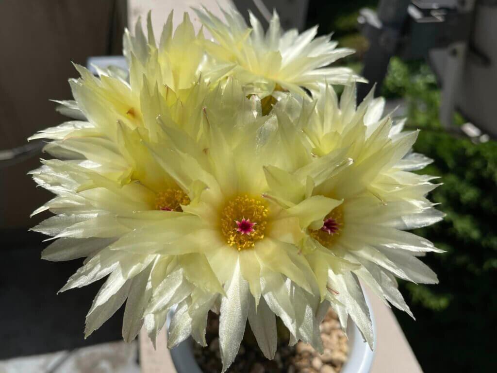 今年もサボテンの花が咲いた🌵🏵️ – akasakacycle