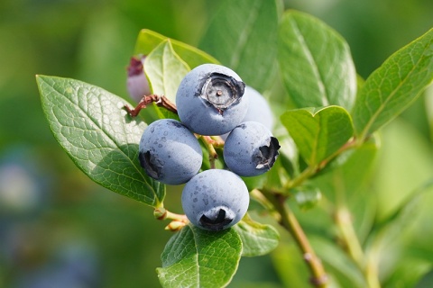 赤塚ブルーベリーガーデン Akatsuka Blueberry Garden