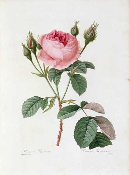 Roses / Redouté 1835 - Artist Artist as art print or hand painted oil.