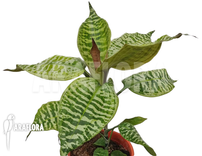 Buy Dracaena Goldieana | Elegant Plant with Unique Leaf Pattern