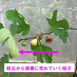イチジクの取木 | 切るを楽しむ | アルスコーポレーション株式会社