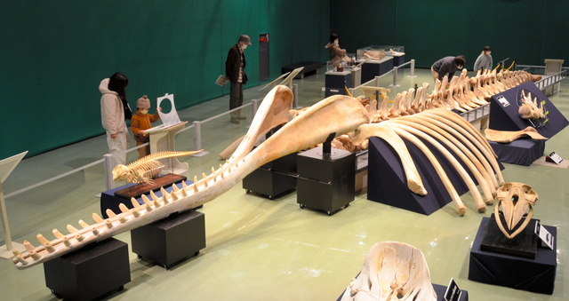 7年半前に漂着した巨体マッコウクジラ、骨格標本に 25日まで展示 [宮崎