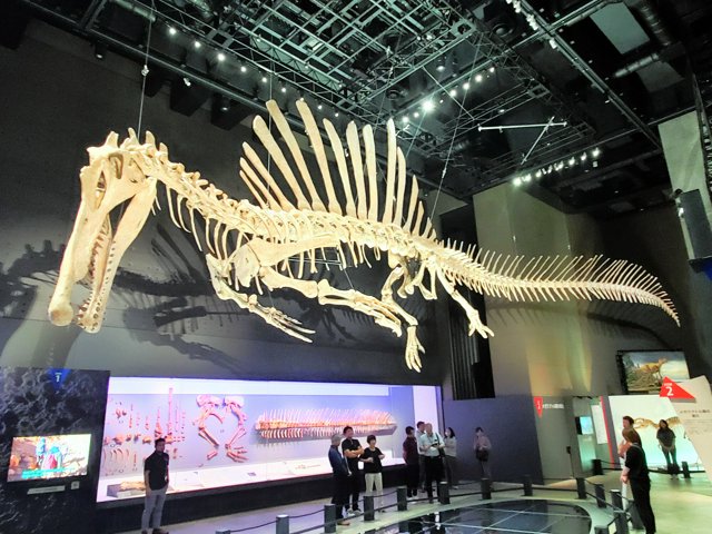 恐竜博物館が25周年特別展 スピノサウルスの全身骨格など初公開 [福井