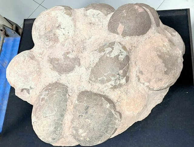 なんでも鑑定団で120万円 恐竜の卵の化石を沖縄こどもの国に贈る [沖縄