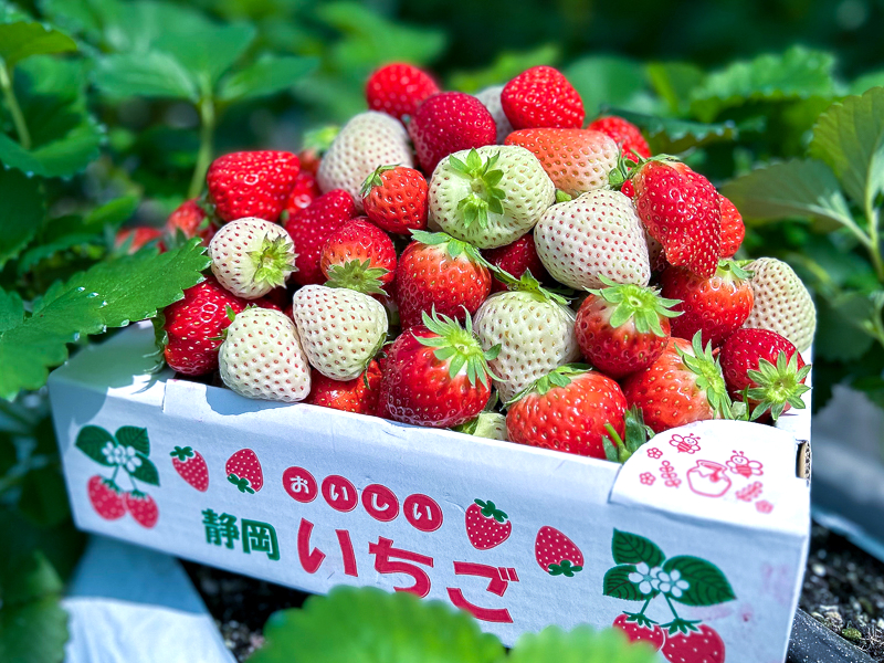すごい激安！800円の食べ放題&持ち帰り放題イチゴ狩り。直売所せん