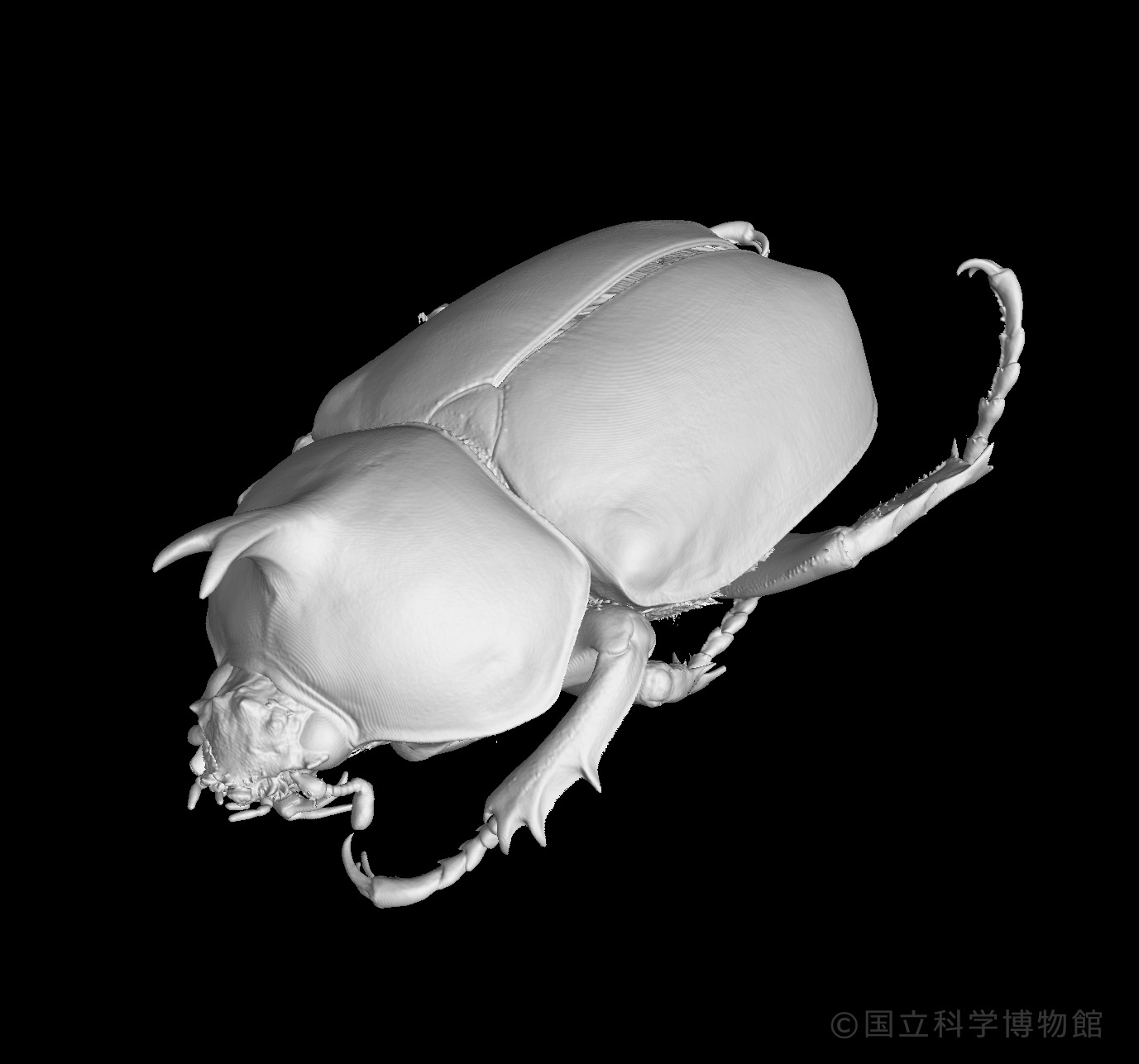 絶賛開催中！国立科学博物館 特別展「昆虫 MANIAC」 9月10日(火