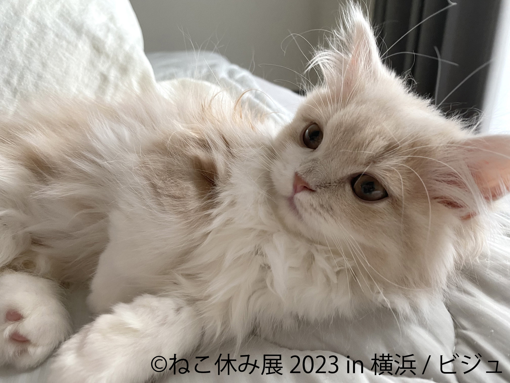 2日間限定！2年ぶり横浜上陸「ねこ休み展 2023」 2/10(金)・11(土)開催