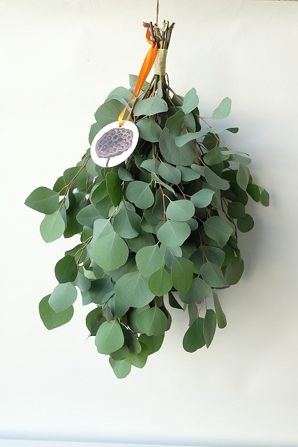 Dry plants for decor ユーカリポポラスシンプルスワッグ - 流木素材