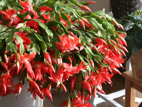 シャコバサボテン (Zygocactus hybrida)