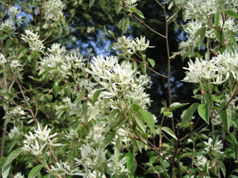 ザイフリボク (Amelanchier asiatica)