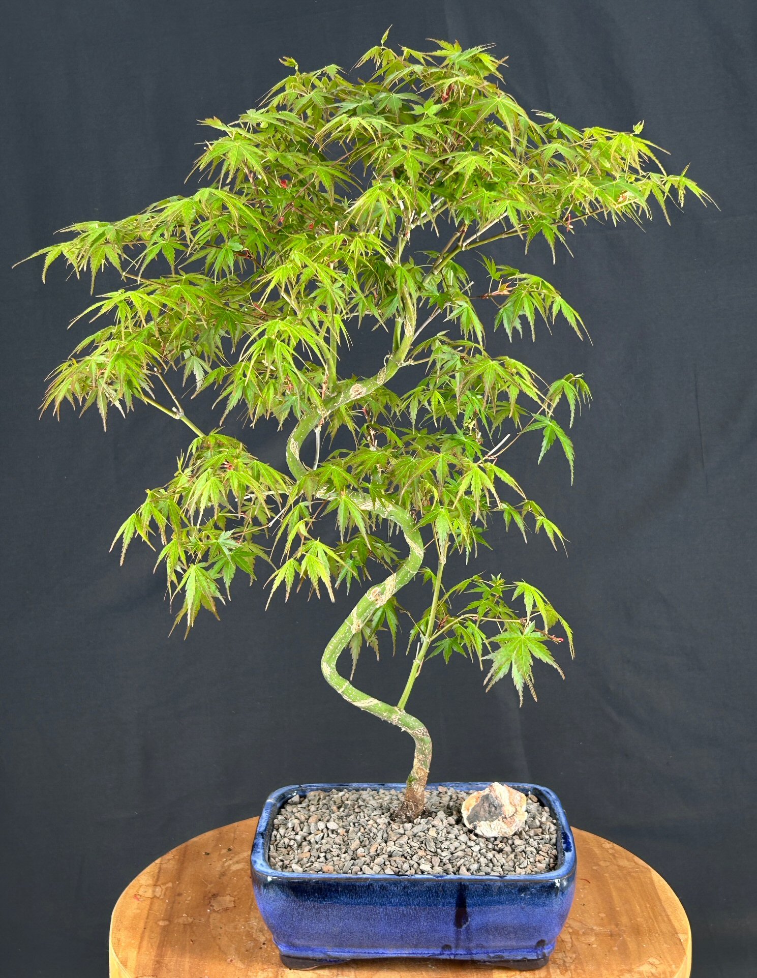 Japanese Green Maple Bonsai Tree Curved 