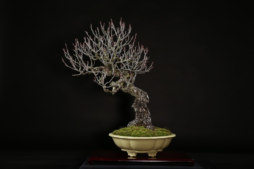 古い梅 盆栽 神 最高 古い梅 盆栽 神 最高 超大特価！超極太の梅盆栽
