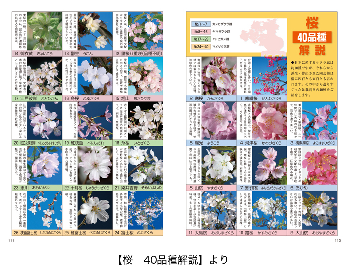 椿・桜の育て方 | 盆栽、盆栽書籍、盆栽鉢の通販│近代出版