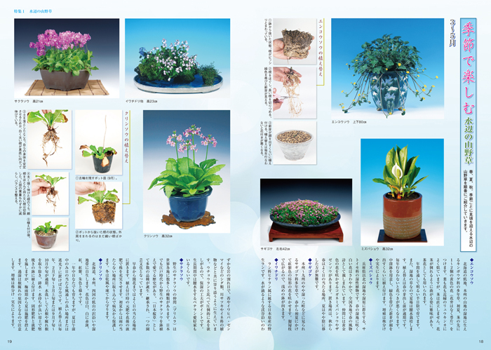 隔月刊「山野草とミニ盆栽」17年初夏号 | 盆栽、盆栽書籍、盆栽鉢の